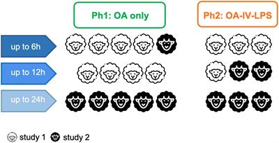 Validation of Messenger Ribonucleic Acid Markers Differentiating Among Human Acute Respiratory Distress Syndrome Subgroups in an Ovine Model of Acute Respiratory Distress Syndrome Phenotypes